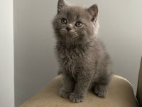 Safkan ırk sağlık garantili british longhair