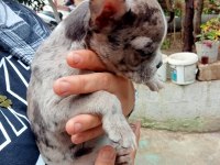 Merley french bulldog yavrular kalite