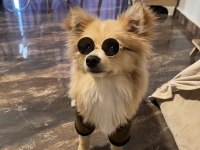 Pomeranian spitz sahiplendirme
