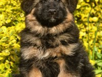 ALMAN ÇOBAN KÖPEĞİ YAVRULARI