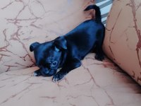Şivava köpeklerimiz acil yuva arıyorlar