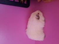 Sheltie ginepig yavrumuz