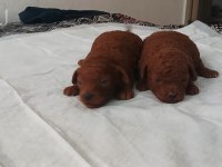 Dark brown poodle yavrularımız