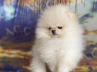 Garantili teacup teddy pomeranian