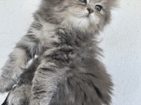 50 Günlük British Longhair