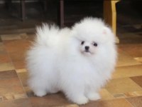 Pomeranian boo yavrularımız