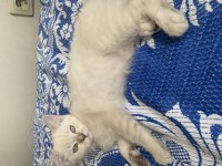 Safkan Himalayan Yavrumuz Sahiplendirilecek