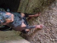 Eğitilmeye hazır yavru rottweiler