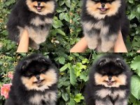 Mersin pomeranian yavru köpekler