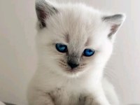 BLUE POİNT ERKEK 2 ADET KEDİMİZ