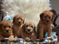 MALTESE YAVRULAR MALTİPO VE TOY POODLE YAVRULAR ANKARA