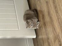 Kızımız 1 yaşında scottish fold
