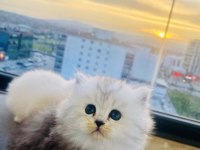 Boncuk Gözlüm British Longhair