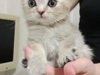 Safkan british shorthair