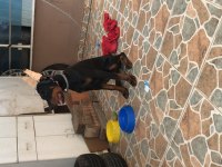 Çok akıllı dost canlısı safkan doberman