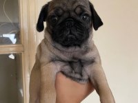 Pug mops yavru