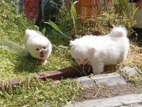 Kar Topları Köpekler Yeni Yuvalarına Gitmeye Hazırlar