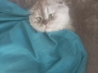 10 aylık sağlıklı scottish fold kedimiz