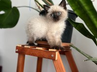 Blue point british shorthair yavru yeni yuva arıyor