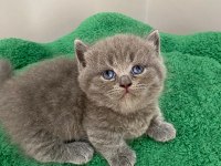MUNCHKİN CÜCE KEDİMİZ