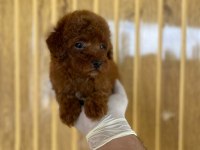 Toy Poodle Köpeğimiz