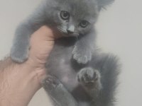 BRİTİSH SHORTHAİR MİNİKLER