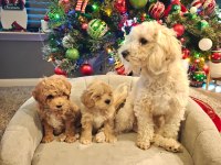 Yeni yıl maltipoo bebekleri yeni evine gitmeye hazır