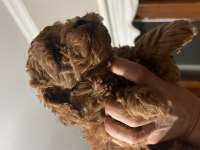 KOYU POODLE SEVENLER KIVIR KIVIR BEBEKLER