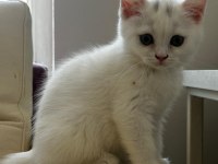 BRİTİSH VE VAN KEDİSİ MELEZ