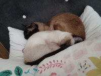 KEDİMİZ PAŞA YA YENİ YUVA ARIYORUZ