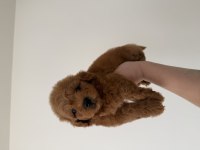 Maltipoo Lekesiz 
