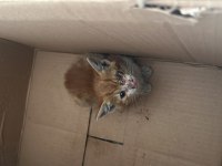 2 aylık sokak kedisi