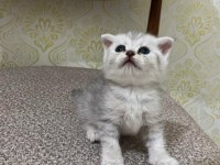 1 aylık kediler scottish fold