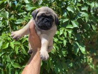 GÜL KUYRUK SIFIR BURUN TOPAÇ PUG MOPS BEBEK
