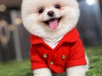 Dişi erkek teacup teddy bear garantili pomeranian yavrularım