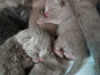 Scottish fold yavrularımız rezerveye açıktır