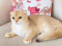 Scottish fold golden ırk garantili dişi