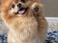 Sağlıklı pomeranian yavrularımız