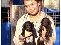 Labrador redriever sevimli yavrular