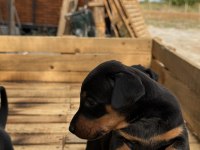 PREMIUM DOBERMAN YAVRULARI
