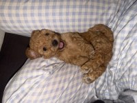 Dişi toy poodle bebek ailesini arıyor