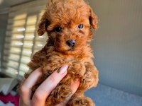 SAĞLIK VE IRK GARANTİLİ OYUNCAK BOY POODLE YAVRULARIM