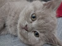 2 Aylık british shorthair bebekler