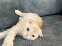 Erkek scottish fold