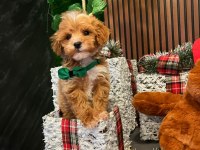 Tarçınlı kurabiye gibi poodle