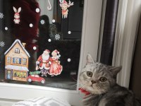 10 aylık British shorthair silver tabby oğlusumuz