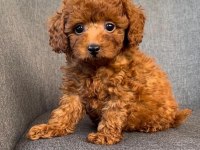 TOY POODLE YAVRULAR