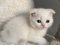 İyi huylu scottish fold