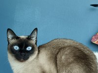 Karne pasaportu mevcut orijinal bobtail kedisi