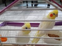 Pf mutasyon ve lutino sultan papağanı
